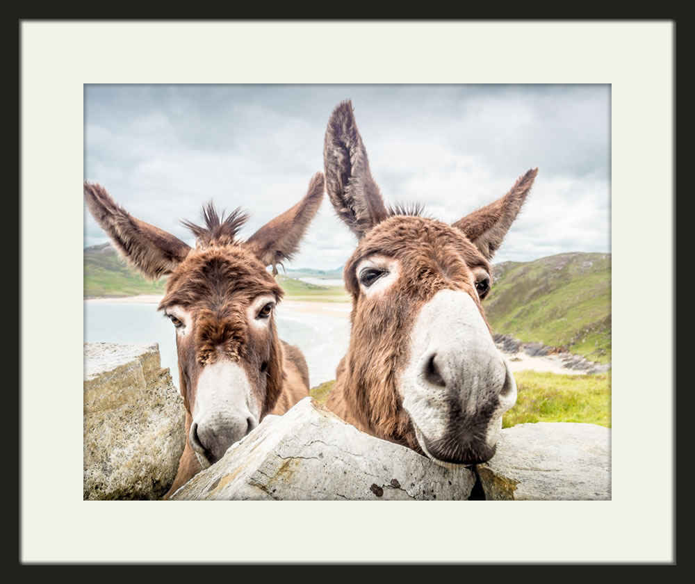 Donegal Donkeys